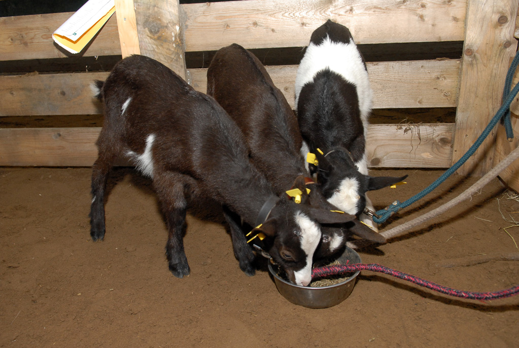 Geitenkeuring in Manege De Delft, van Geitenfokvereniging Assendelft e.o.