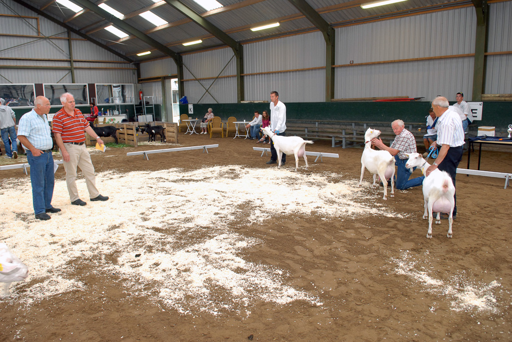 Geitenkeuring in Manege De Delft, van Geitenfokvereniging Assendelft e.o.
