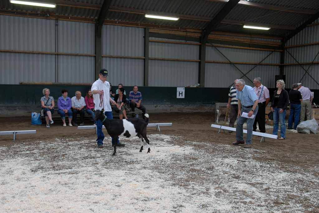 Geitenkeuring in Manege De Delft, van Geitenfokvereniging Assendelft e.o.