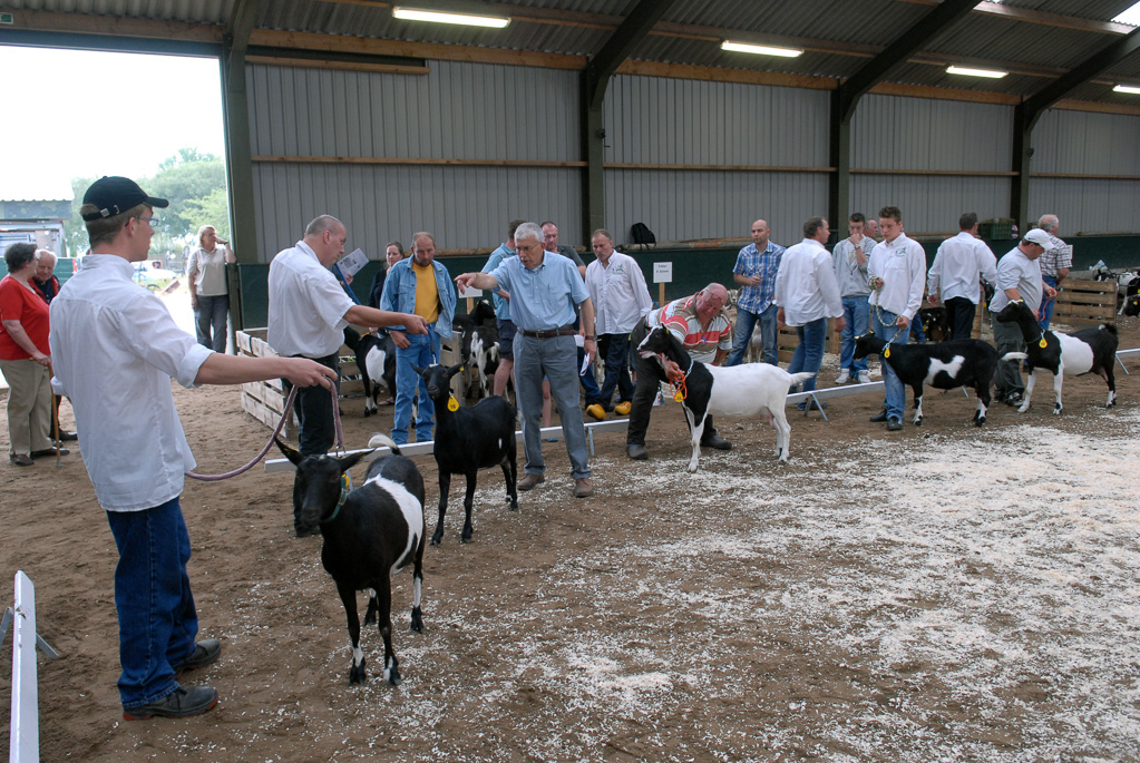 Geitenkeuring in Manege De Delft, van Geitenfokvereniging Assendelft e.o.