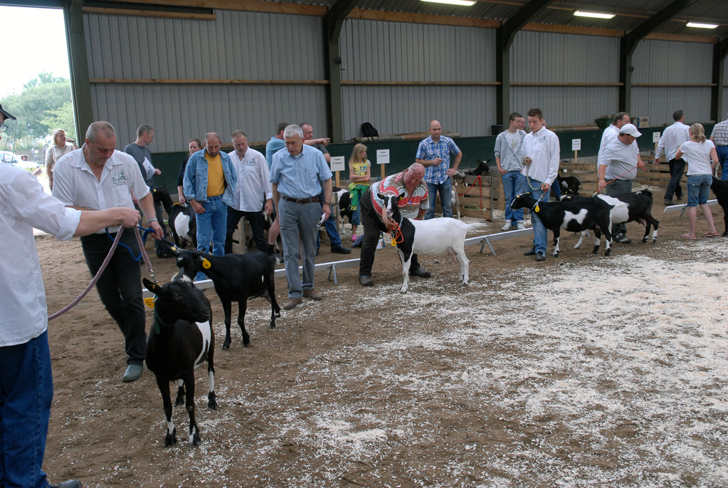 Geitenkeuring in Manege De Delft, van Geitenfokvereniging Assendelft e.o.