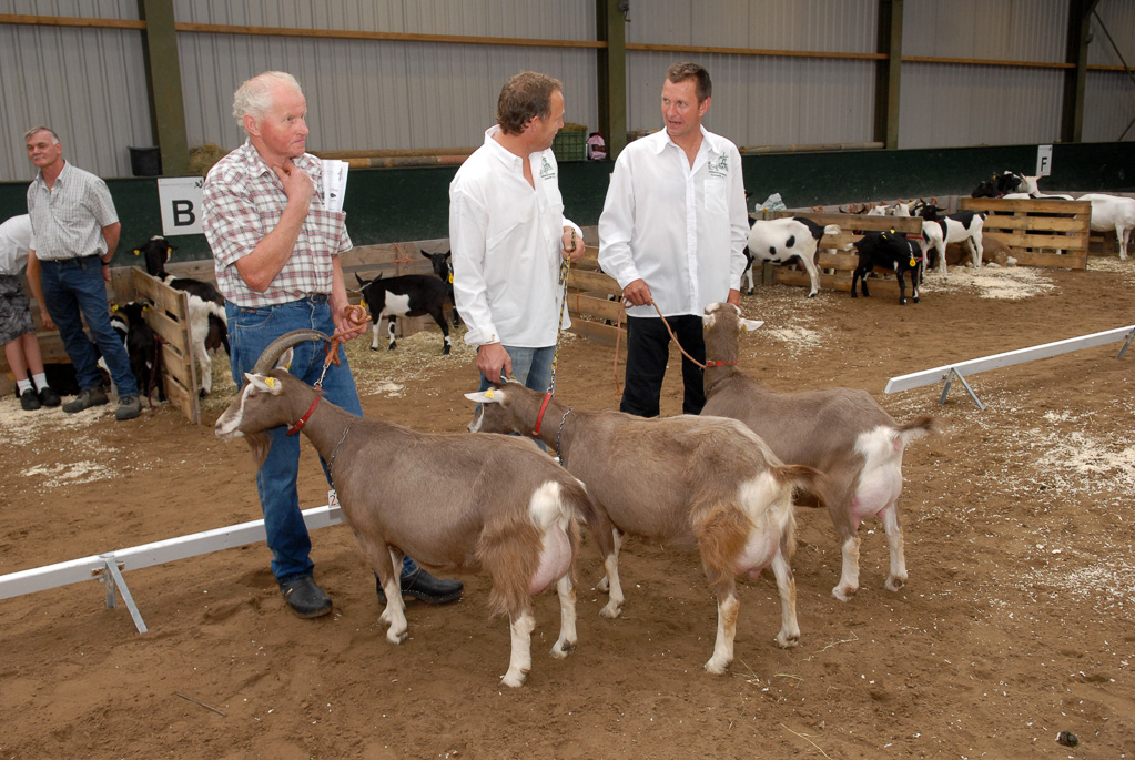 Geitenkeuring in Manege De Delft, van Geitenfokvereniging Assendelft e.o.