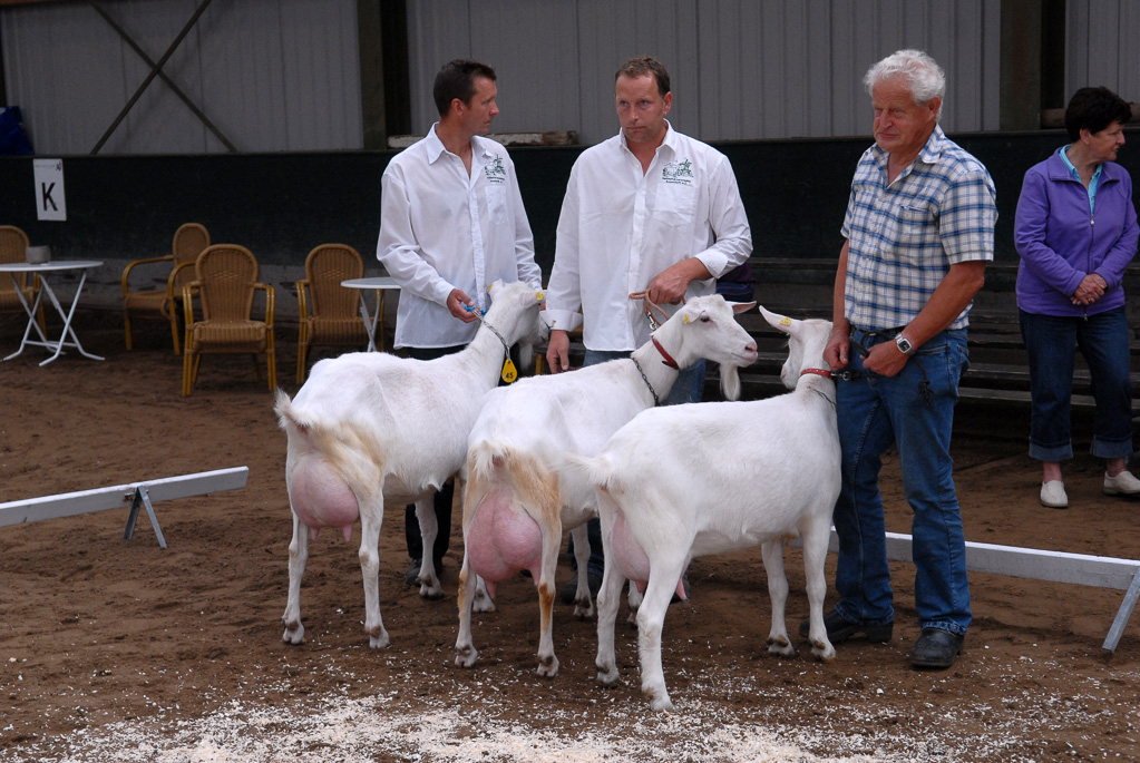 Geitenkeuring in Manege De Delft, van Geitenfokvereniging Assendelft e.o.