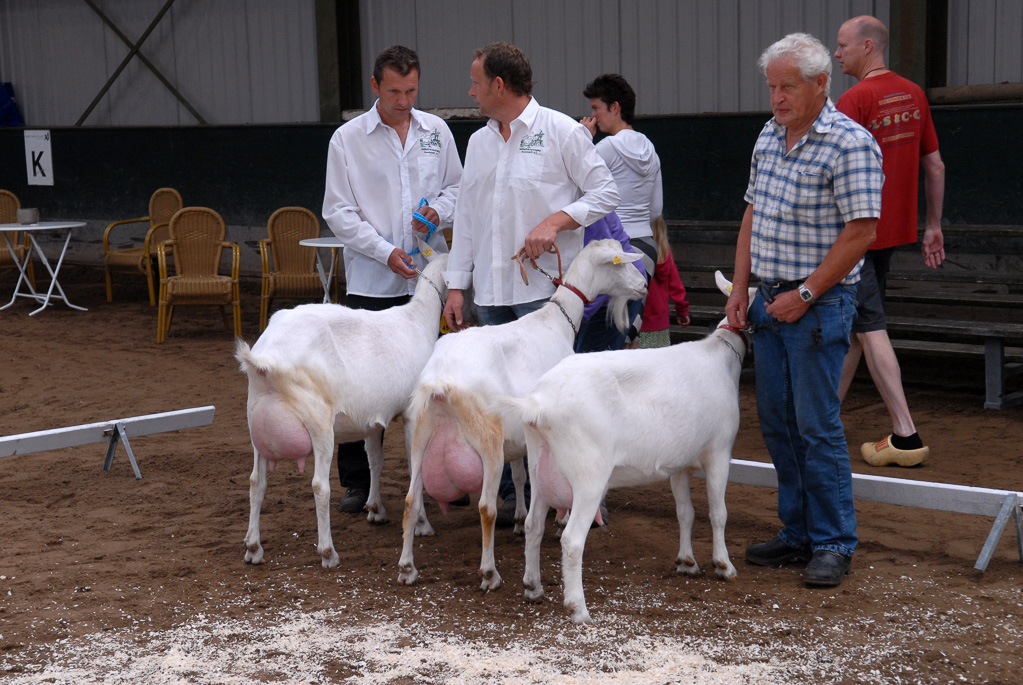 Geitenkeuring in Manege De Delft, van Geitenfokvereniging Assendelft e.o.