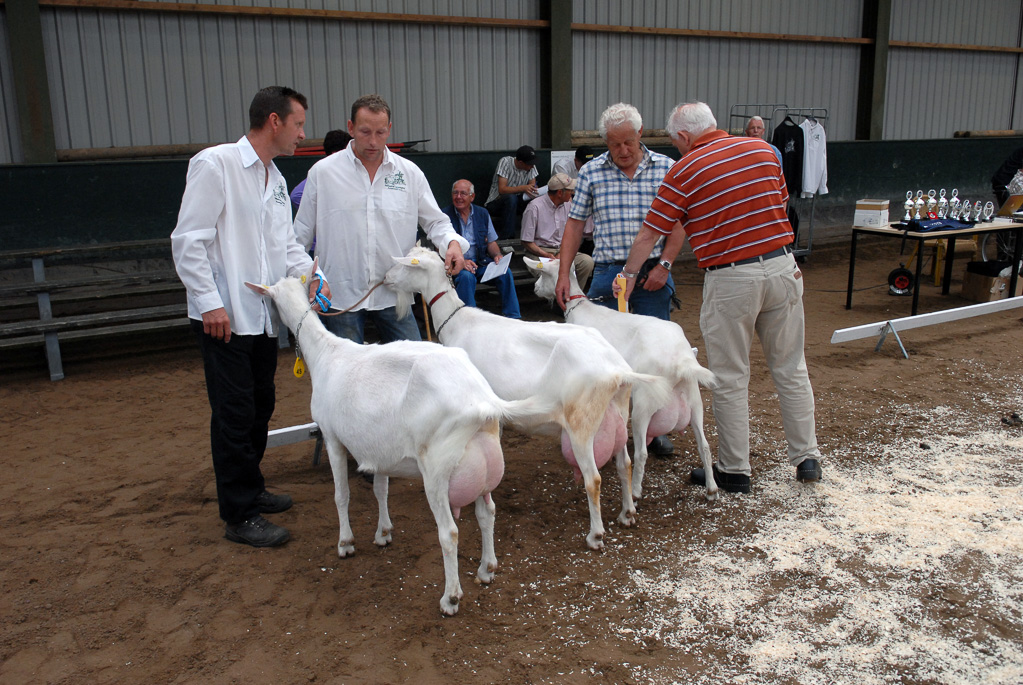 Geitenkeuring in Manege De Delft, van Geitenfokvereniging Assendelft e.o.