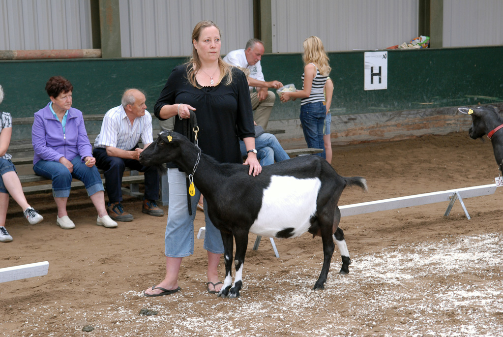 Geitenkeuring in Manege De Delft, van Geitenfokvereniging Assendelft e.o.