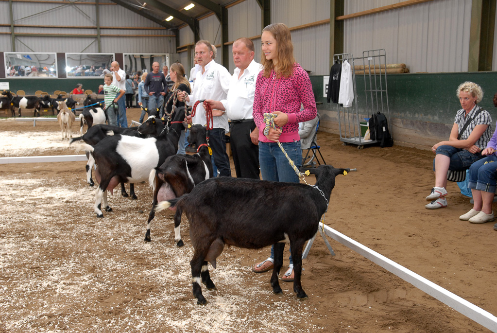 Geitenkeuring in Manege De Delft, van Geitenfokvereniging Assendelft e.o.