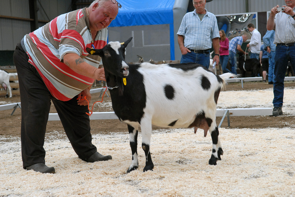 Geitenkeuring in Manege De Delft, van Geitenfokvereniging Assendelft e.o.