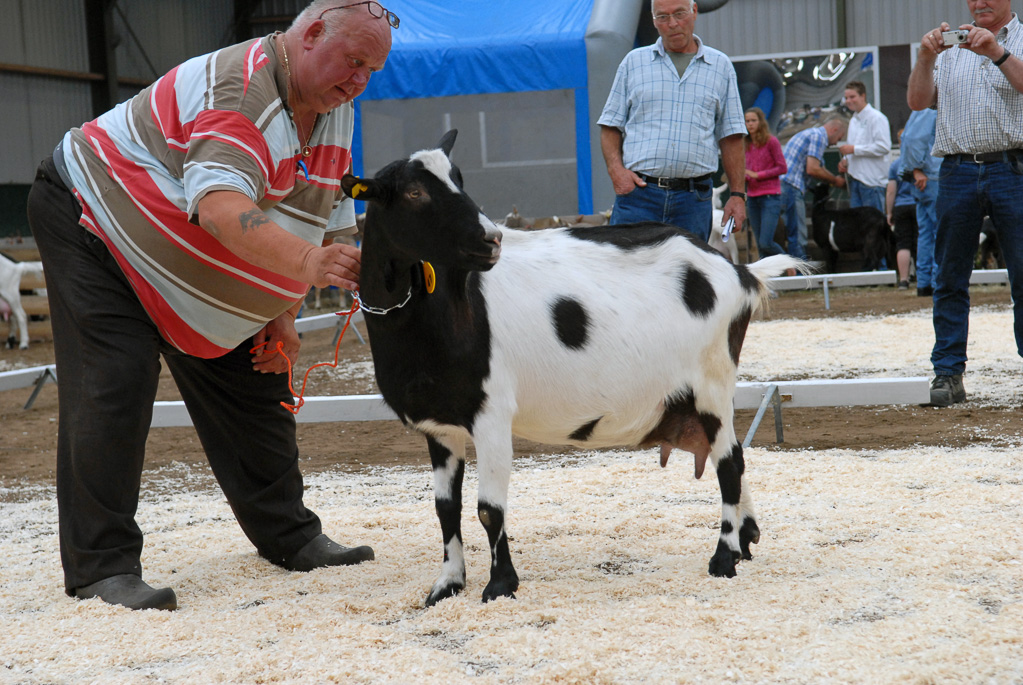 Geitenkeuring in Manege De Delft, van Geitenfokvereniging Assendelft e.o.