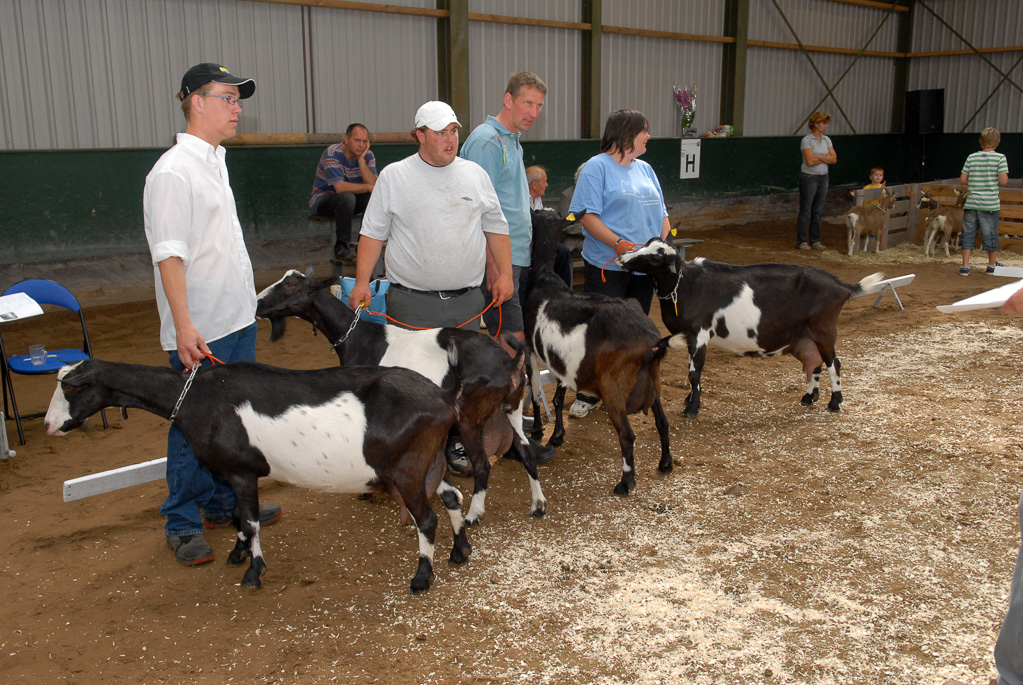 Geitenkeuring in Manege De Delft, van Geitenfokvereniging Assendelft e.o.