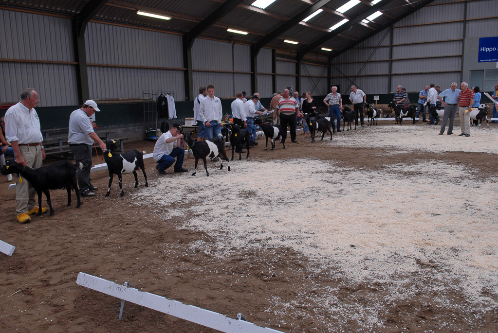 Geitenkeuring in Manege De Delft, van Geitenfokvereniging Assendelft e.o.
