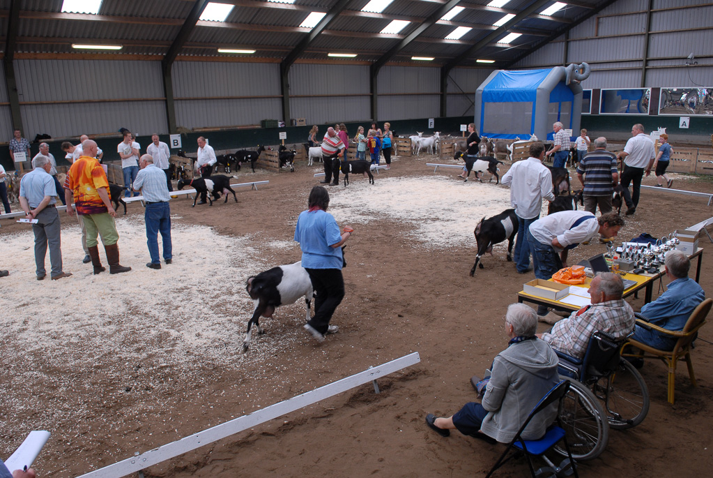 Geitenkeuring in Manege De Delft, van Geitenfokvereniging Assendelft e.o.