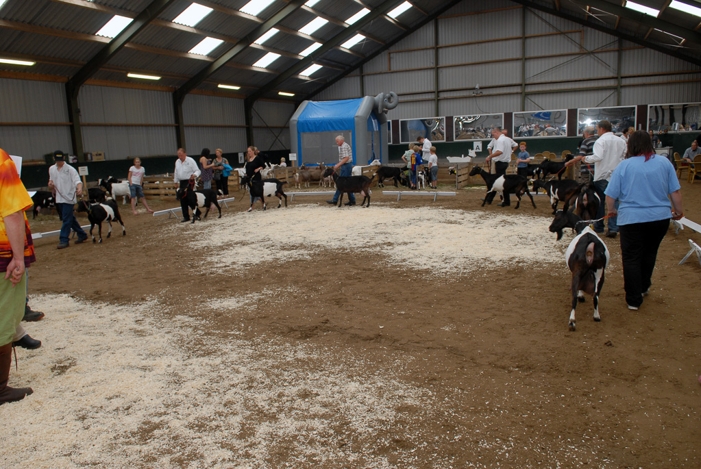 Geitenkeuring in Manege De Delft, van Geitenfokvereniging Assendelft e.o.