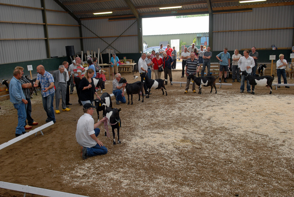 Geitenkeuring in Manege De Delft, van Geitenfokvereniging Assendelft e.o.