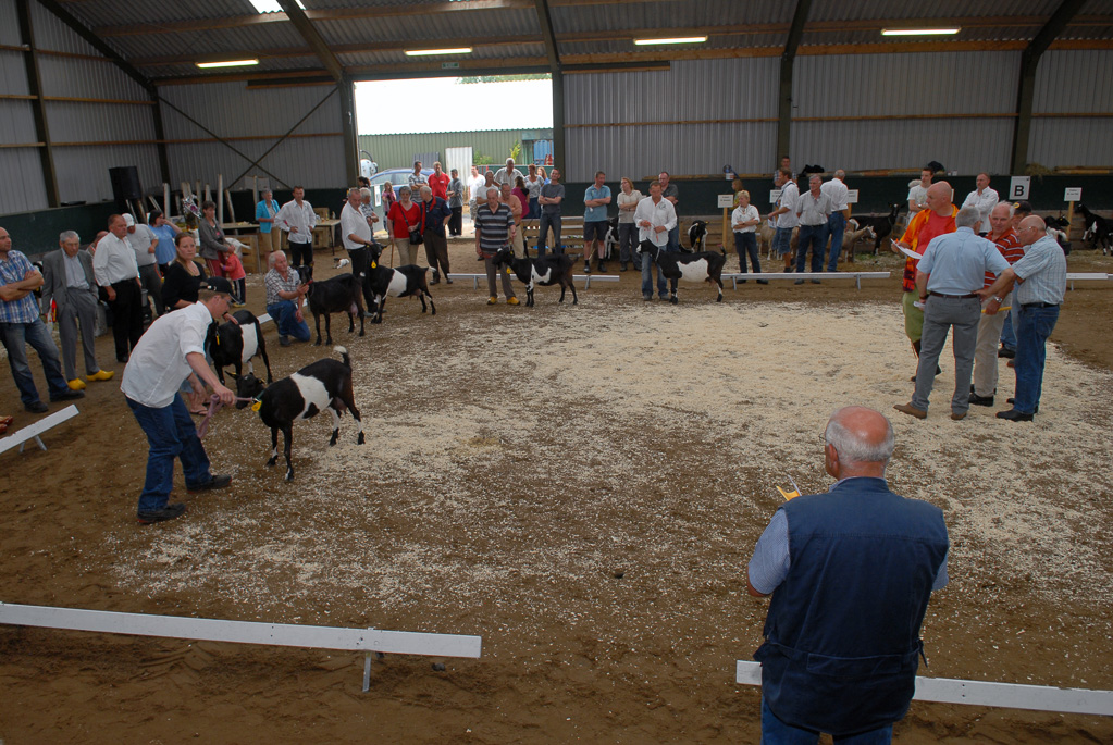 Geitenkeuring in Manege De Delft, van Geitenfokvereniging Assendelft e.o.