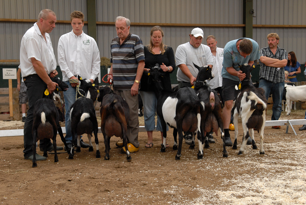 Geitenkeuring in Manege De Delft, van Geitenfokvereniging Assendelft e.o.
