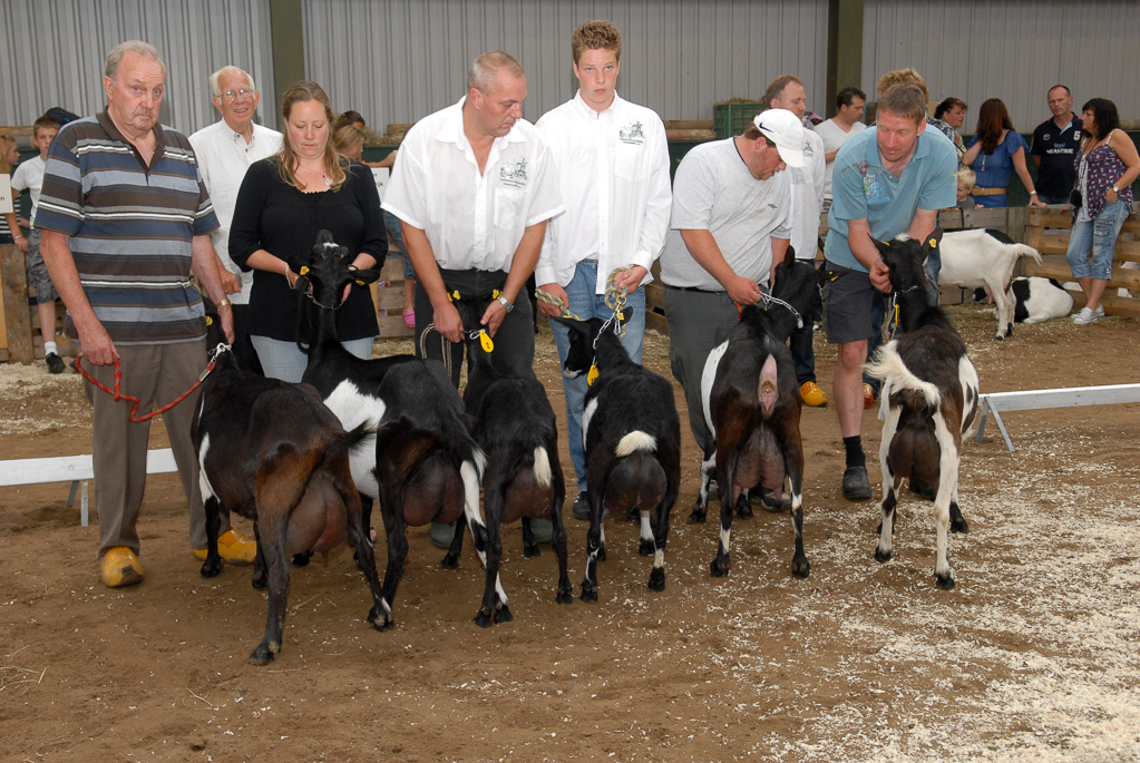 Geitenkeuring in Manege De Delft, van Geitenfokvereniging Assendelft e.o.