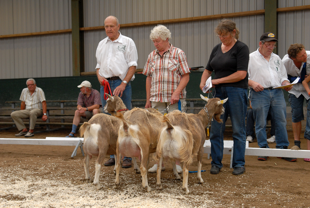 Geitenkeuring in Manege De Delft, van Geitenfokvereniging Assendelft e.o.