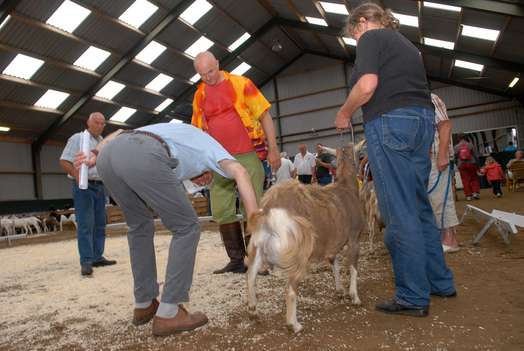 Geitenkeuring in Manege De Delft, van Geitenfokvereniging Assendelft e.o.