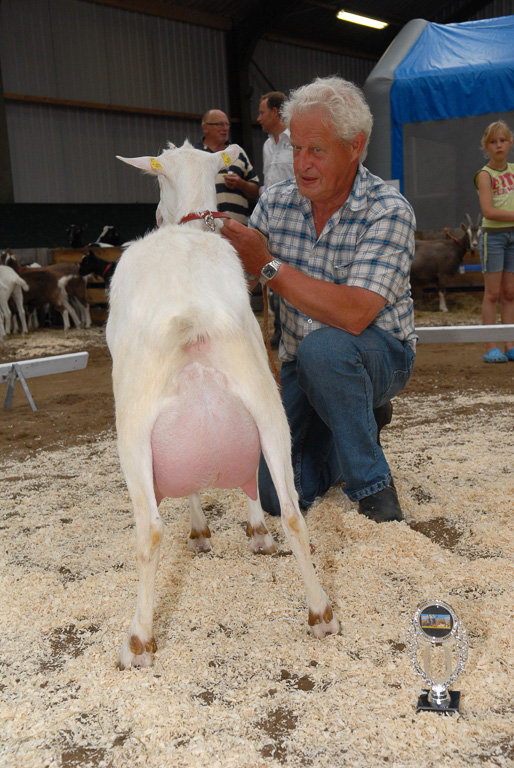 Geitenkeuring in Manege De Delft, van Geitenfokvereniging Assendelft e.o.