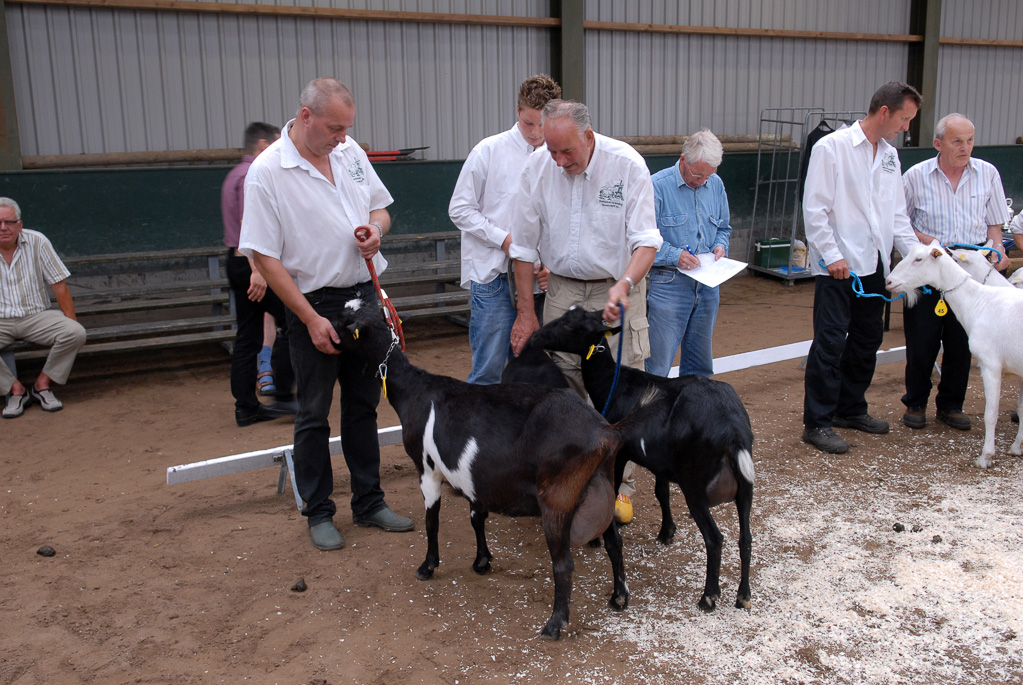 Geitenkeuring in Manege De Delft, van Geitenfokvereniging Assendelft e.o.