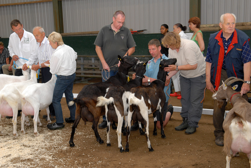 Geitenkeuring in Manege De Delft, van Geitenfokvereniging Assendelft e.o.