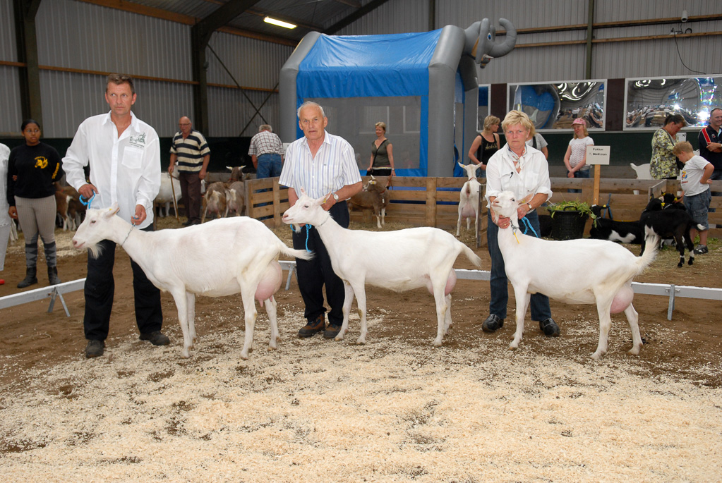 Geitenkeuring in Manege De Delft, van Geitenfokvereniging Assendelft e.o.