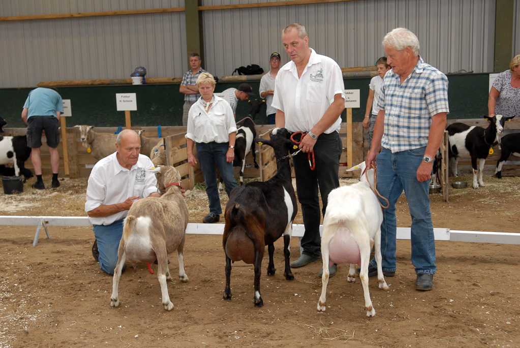 Geitenkeuring in Manege De Delft, van Geitenfokvereniging Assendelft e.o.