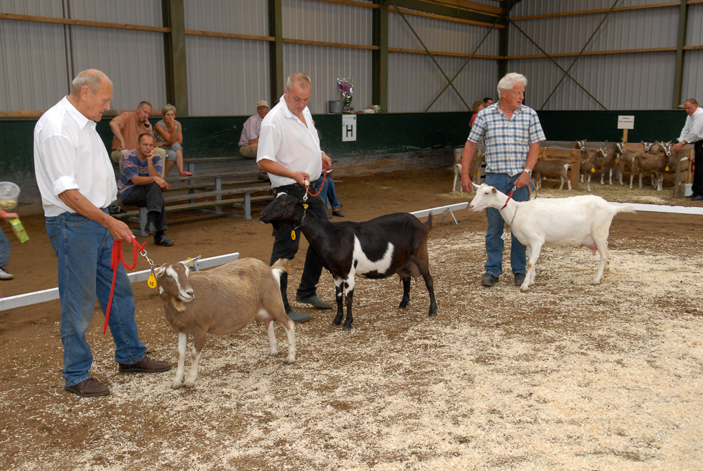 Geitenkeuring in Manege De Delft, van Geitenfokvereniging Assendelft e.o.