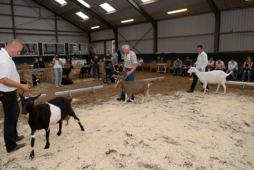 Geitenkeuring in Manege De Delft, van Geitenfokvereniging Assendelft e.o.