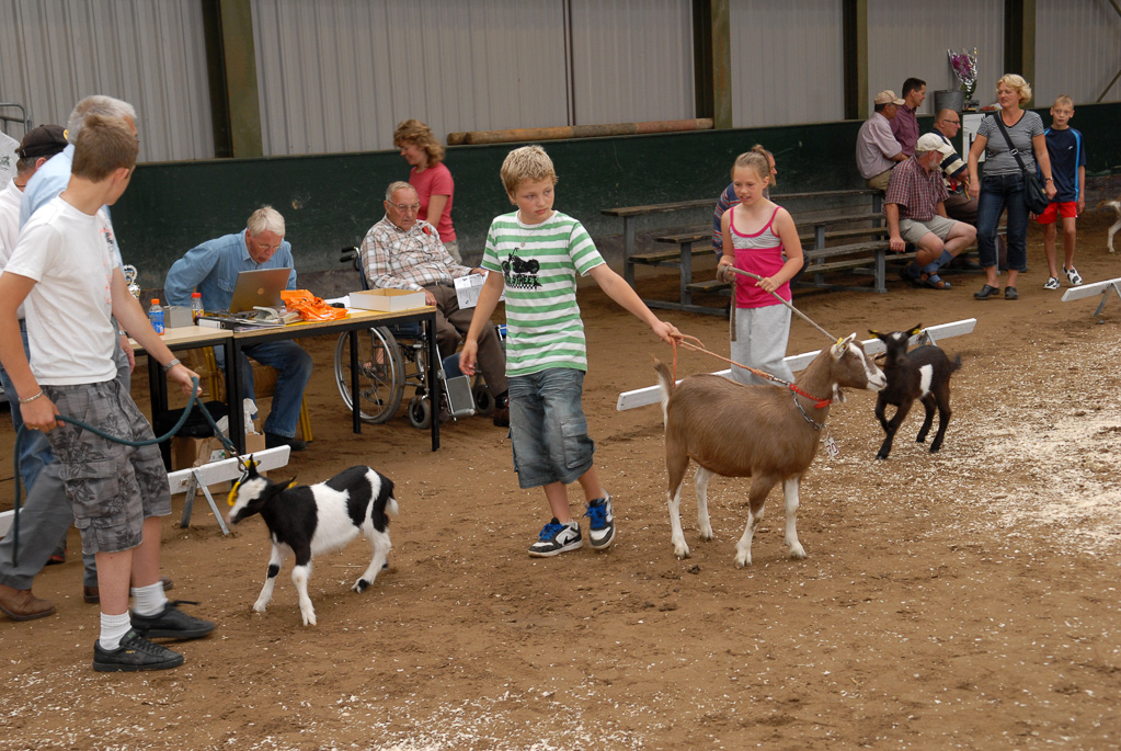 Geitenkeuring in Manege De Delft, van Geitenfokvereniging Assendelft e.o.