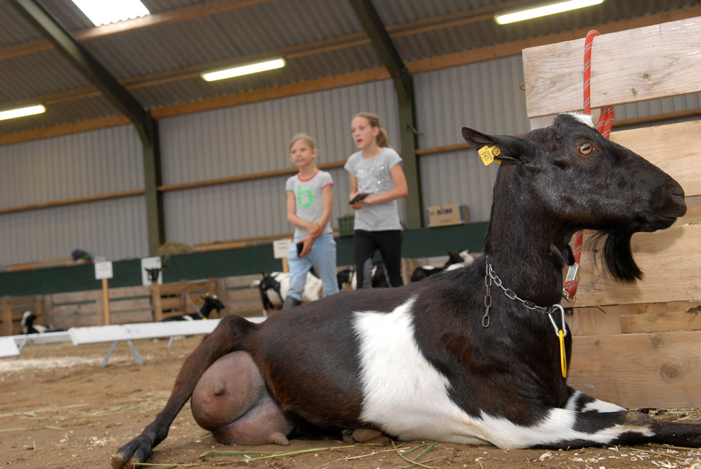 Geitenkeuring in Manege De Delft, van Geitenfokvereniging Assendelft e.o.