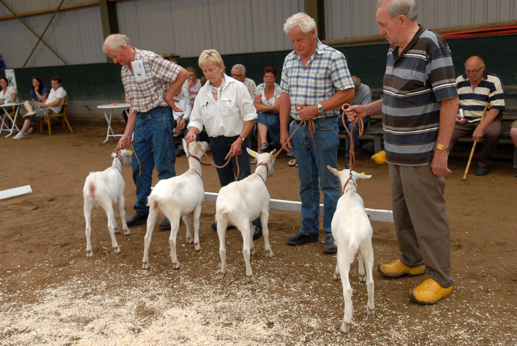 Geitenkeuring in Manege De Delft, van Geitenfokvereniging Assendelft e.o.
