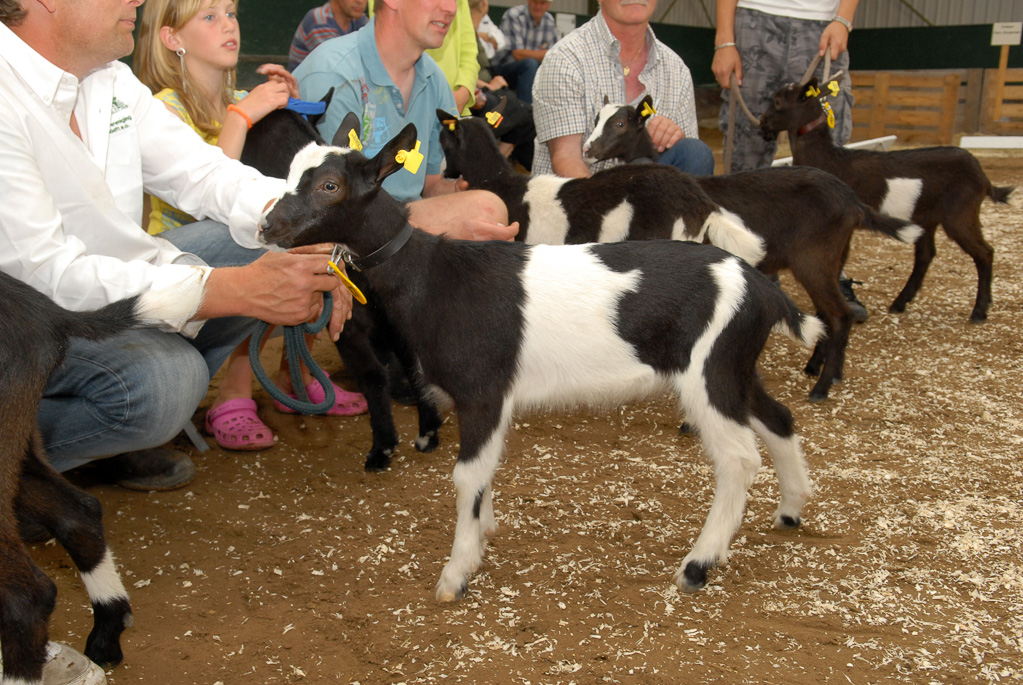 Geitenkeuring in Manege De Delft, van Geitenfokvereniging Assendelft e.o.