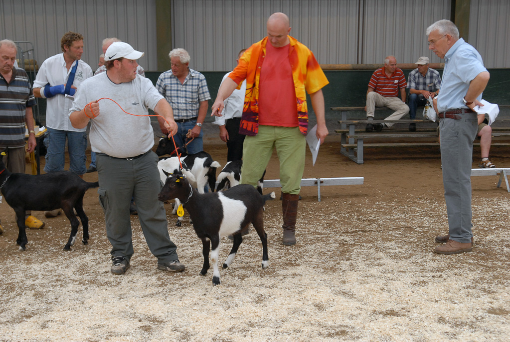 Geitenkeuring in Manege De Delft, van Geitenfokvereniging Assendelft e.o.