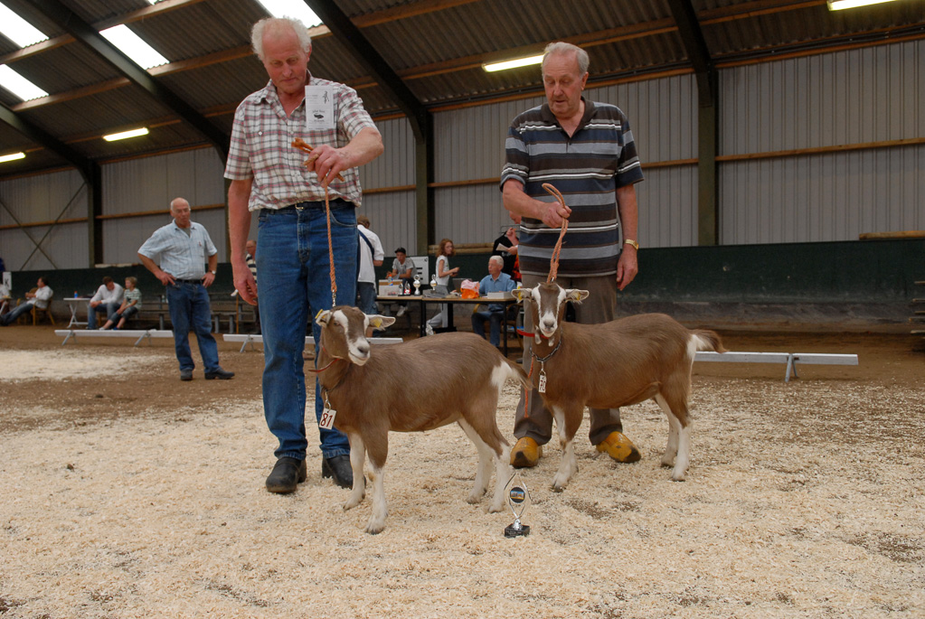 Geitenkeuring in Manege De Delft, van Geitenfokvereniging Assendelft e.o.