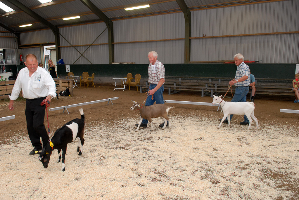 Geitenkeuring in Manege De Delft, van Geitenfokvereniging Assendelft e.o.