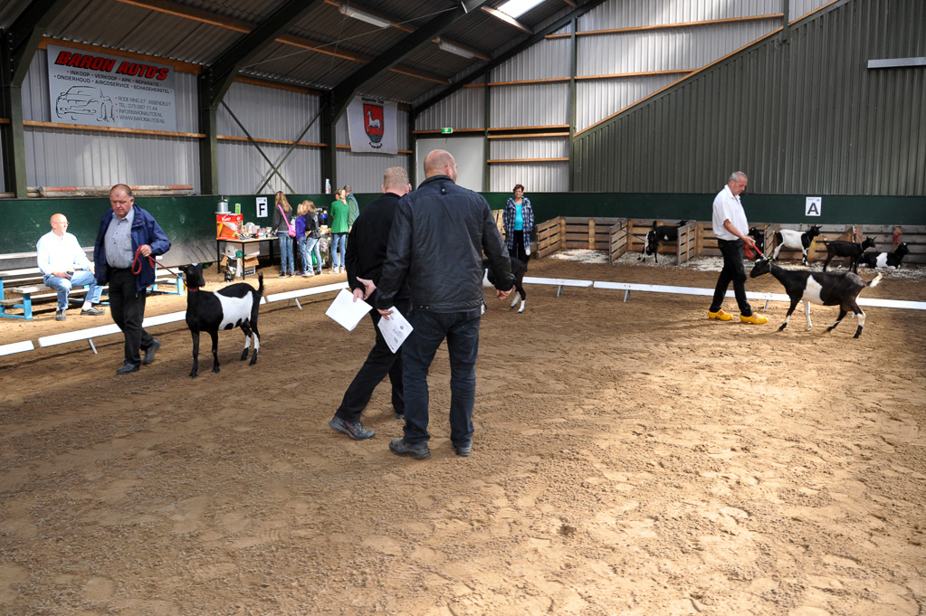 Geitenkeuring van Geitenfokvereniging Assendelft eo in Manege De Delft