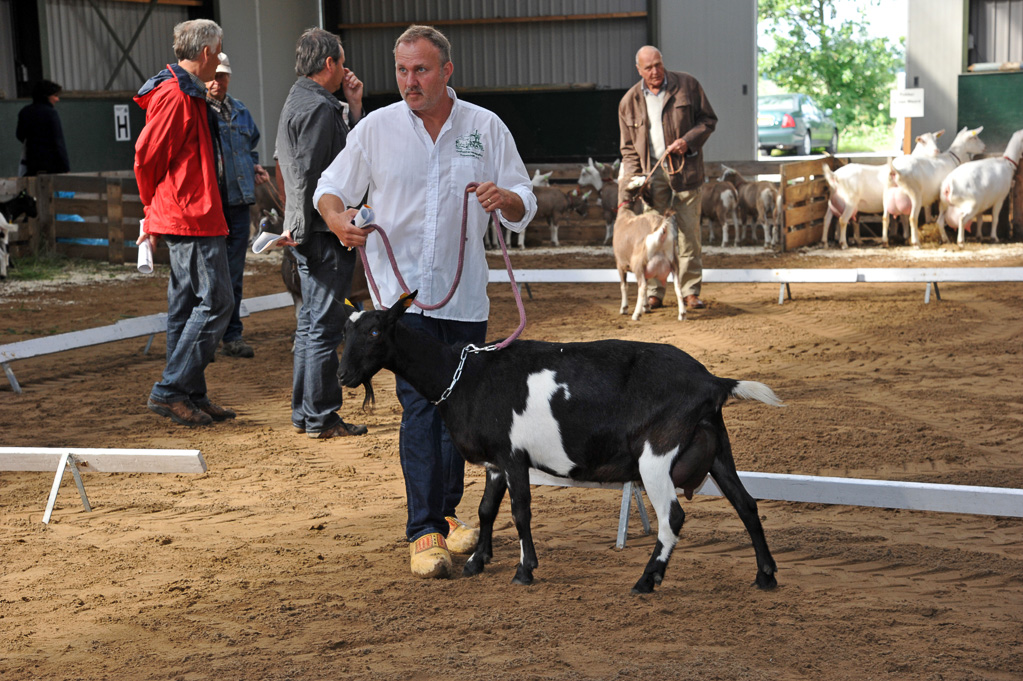 Geitenkeuring van Geitenfokvereniging Assendelft eo in Manege De Delft
