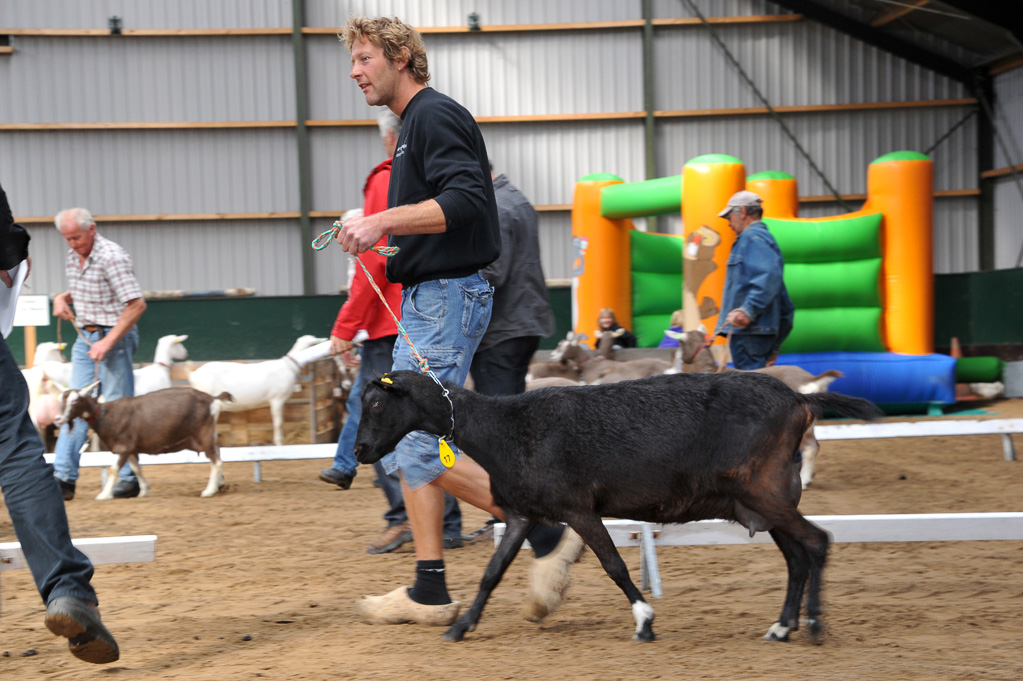 Geitenkeuring van Geitenfokvereniging Assendelft eo in Manege De Delft