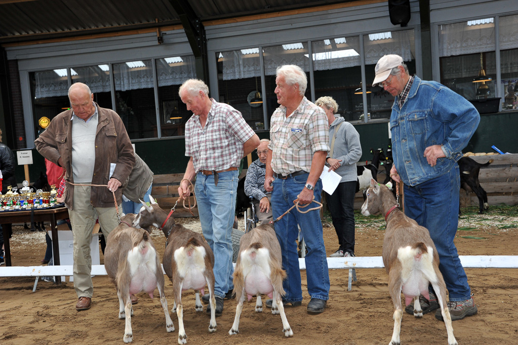 Geitenkeuring van Geitenfokvereniging Assendelft eo in Manege De Delft