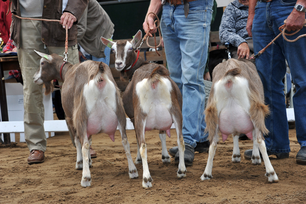 Geitenkeuring van Geitenfokvereniging Assendelft eo in Manege De Delft