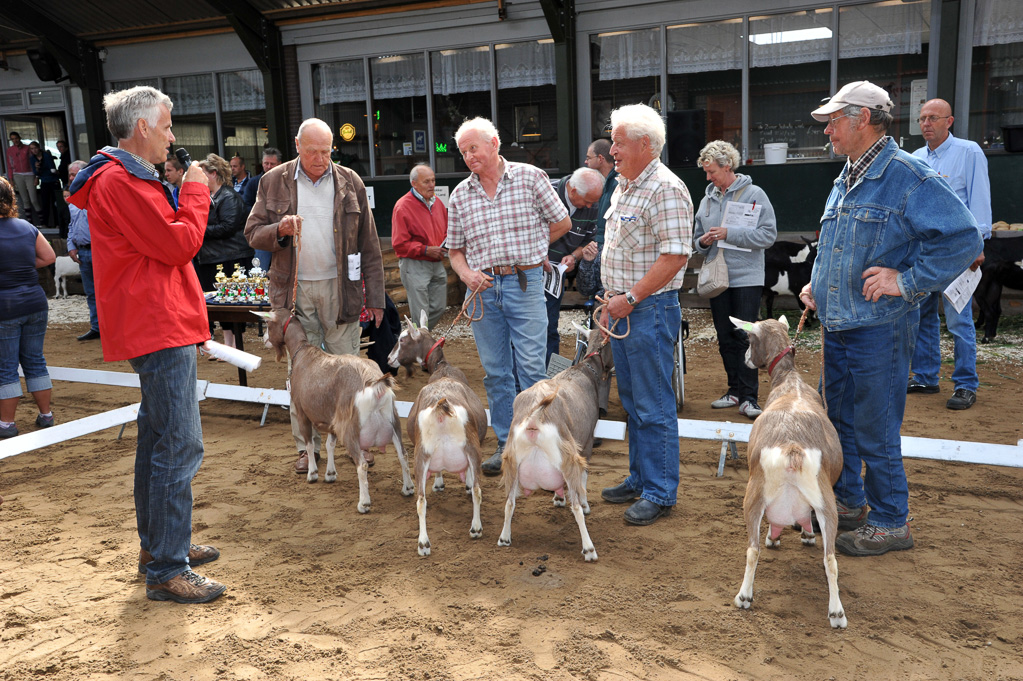 Geitenkeuring van Geitenfokvereniging Assendelft eo in Manege De Delft
