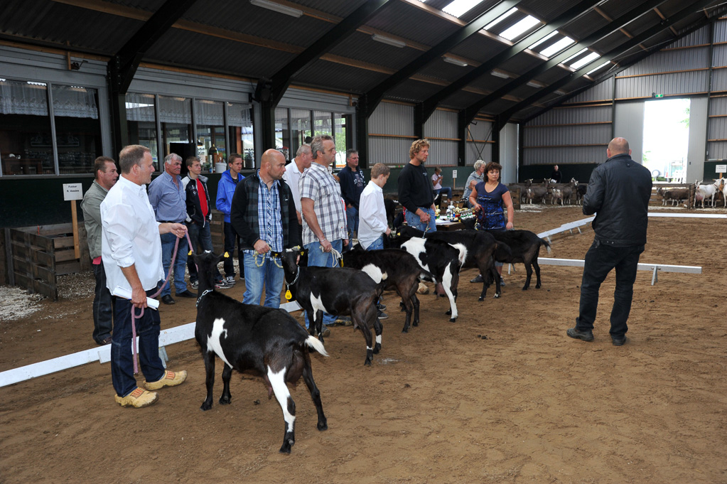 Geitenkeuring van Geitenfokvereniging Assendelft eo in Manege De Delft