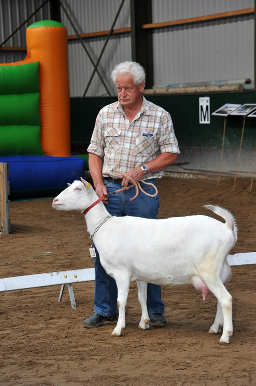 Geitenkeuring van Geitenfokvereniging Assendelft eo in Manege De Delft