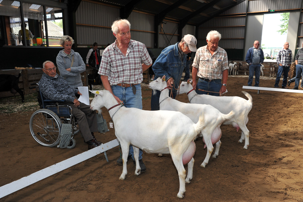 Geitenkeuring van Geitenfokvereniging Assendelft eo in Manege De Delft