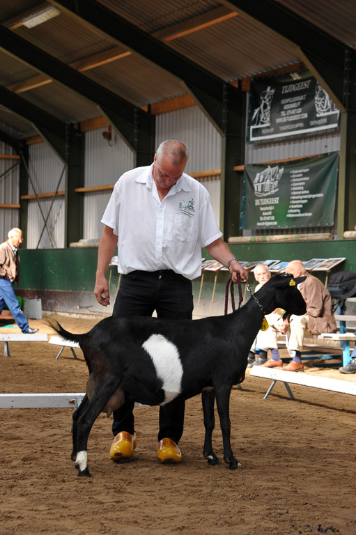 Geitenkeuring van Geitenfokvereniging Assendelft eo in Manege De Delft