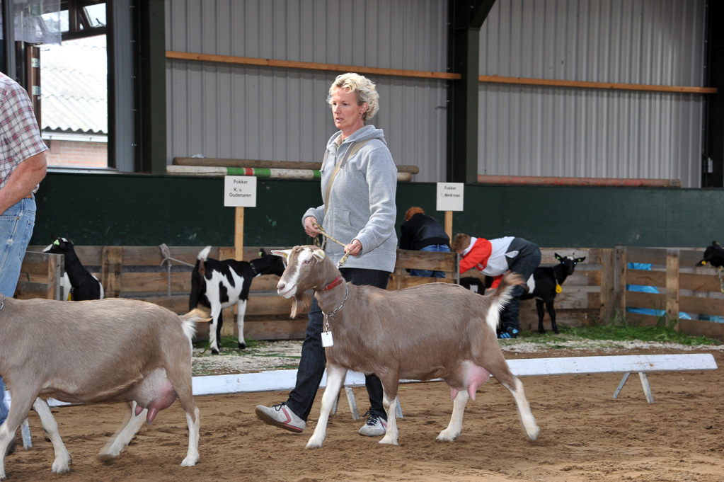 Geitenkeuring van Geitenfokvereniging Assendelft eo in Manege De Delft