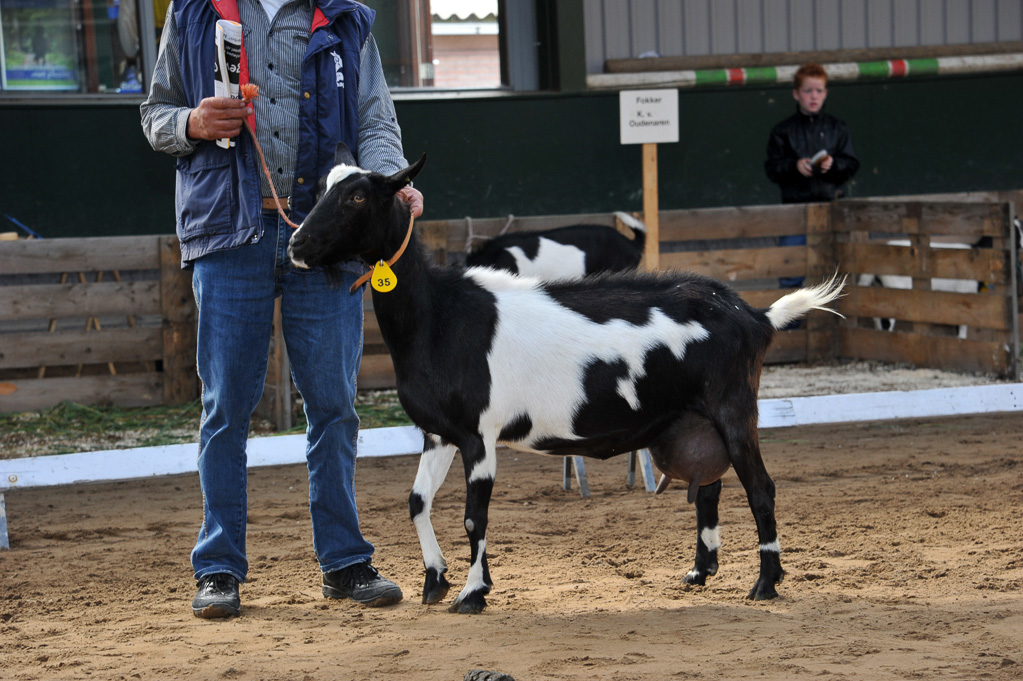 Geitenkeuring van Geitenfokvereniging Assendelft eo in Manege De Delft