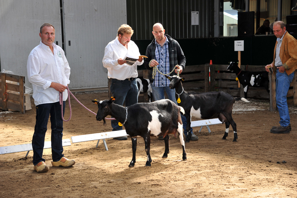 Geitenkeuring van Geitenfokvereniging Assendelft eo in Manege De Delft